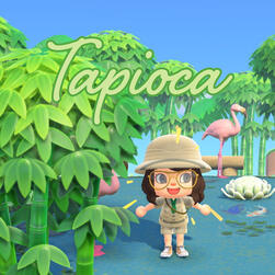 Tapioca